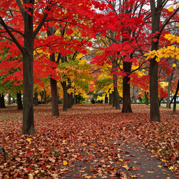 Autumn Park with Red and Yellow Leaves Around