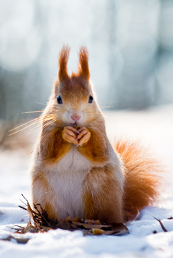 Исходное изображение